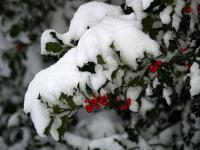 Ilex - cesmína (PROVOBIS)