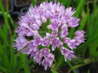 Allium senescens ssp. senescens - česnek šerý pravý Allium senescens ssp. senescens - česnek šerý pravý