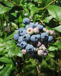Vaccinium corymbosum - brusnice chocholičnatá, kanadská borůvka (TIP ZC CS) Vaccinium corymbosum - brusnice chocholičnatá, kanadská borůvka (TIP ZC CS)
