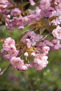 Prunus serrulata - sakura ozdobná