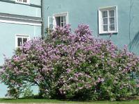 Syringa x chinensis - šeřík čínský Syringa x chinensis - šeřík čínský