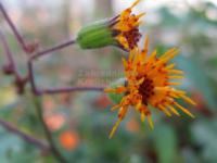 Gynura procumbens - Sambung Nyawa