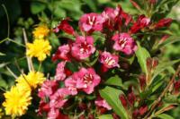 Kvetoucí živý plot: Weigela sp. (TIP ZC CS) Kvetoucí živý plot: Weigela sp. (TIP ZC CS)