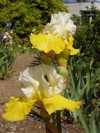 Iris x barbata - kosatec zahradní (PROVOBIS) Iris x barbata - kosatec zahradní (PROVOBIS)