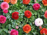 Ranunculus asiaticus - pryskyřník asijský