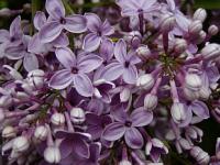 Syringa chinensis - šeřík čínský