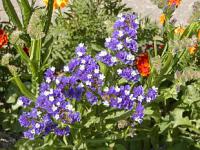 Limonium sinuatum - limonka chobotnatá, statice Limonium sinuatum - limonka chobotnatá, statice