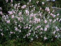 Malva moschata - sléz pižmový Malva moschata - sléz pižmový