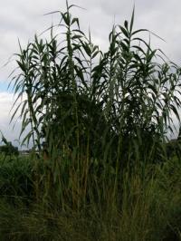 Traviny: Arundo donax Traviny: Arundo donax