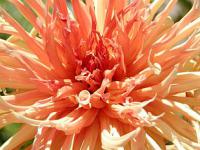 Dahlia - jiřinka, jiřina Dahlia - jiřinka, jiřina