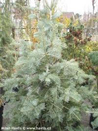 Abies concolor 'Candicans' - jedle ojíněná Abies concolor 'Candicans' - jedle ojíněná
