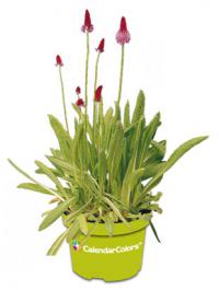 Primula vialii 'Red Hot Poker' - prvosenka Primula vialii 'Red Hot Poker' - prvosenka