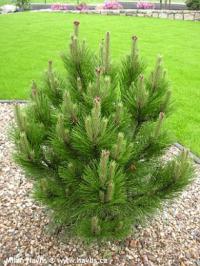 Pinus nigra 'Toscana' - borovice černá