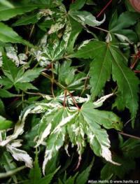 Acer palmatum 'Asahi Zuru' - javor dlanitolistý