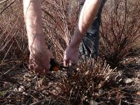 Řez rostlin (PROVOBIS)