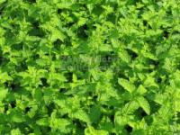 Mentha species 'Erdbeerminze' - máta jahodová Mentha species 'Erdbeerminze' - máta jahodová