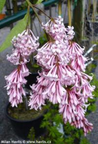 Syringa reflexa - šeřík přepadavý