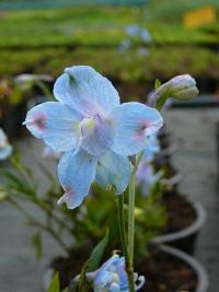 Delphinium grandiflorum 'Summer Blues' - ostrožka velkokvětá Delphinium grandiflorum 'Summer Blues' - ostrožka velkokvětá