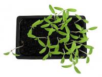 Únor: vyséváme račata  (PROVOBIS)