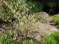 Corylopsis - lískovníček (PROVOBIS) Corylopsis - lískovníček (PROVOBIS)
