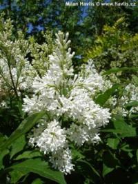 Syringa x prestoniae 'Agnes Smith' - šeřík Prestonové