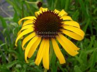 Echinacea paradoxa - třapatka zvláštní