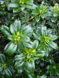 Ilex x meserveae 'Heckenpracht' - modrá cesmína