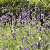 Lavandula angustifolia 'Blue Scent' - levandule úzkolistá