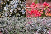 Drobné keře  do stinných záhonů: Euonymus fortunei, Cotoneaster dammeri, Berberis thunbergii
