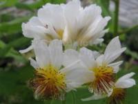 Sparmannia africana - africká lipka