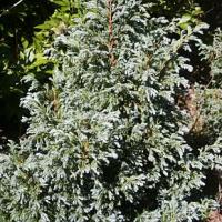 Chamaecyparis pisifera 'Bouleward' - cypřišek hrachonosný