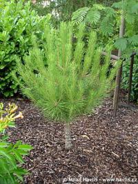 Pinus pinea 'Golan' - pinie, středozemní borovice Pinus pinea 'Golan' - pinie, středozemní borovice