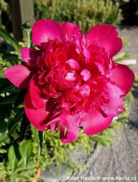 Paeonia officinalis 'Rubra plena' - pivoňka lékařská Paeonia officinalis 'Rubra plena' - pivoňka lékařská