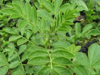 Glycyrrhiza glabra - lékořice lysá, sladké dřevo
