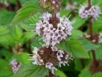 Mentha species 'Ginger' - máta zázvorová