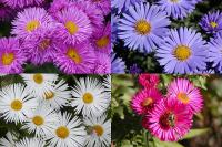 Aster - hvězdnice