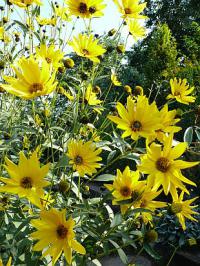 Helianthus tuberosus - slunečnice topinambur (PROVOBIS)