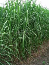 Miscanthus floridulus - ozdobnice obrovská
