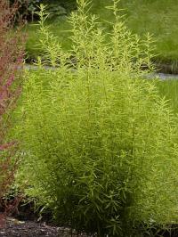 Kochia scoparia - bytel metlatý