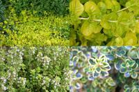 Rostliny se žlutými listy -  vrbina penízková, mateřídouška citronová