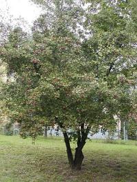 Řez dřevin - hloh jednosemenný, Crataegus monogyna