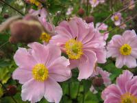 Anemone tomentosa 'Septemberglanz' - sasanka