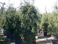 Abies nordmanniana 'Pendula' - jedle kavkazská Abies nordmanniana 'Pendula' - jedle kavkazská