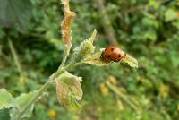 Ochrana zahradních plodin: slunéčko sedmitečné je predátor mšic (KOHAPLANT)