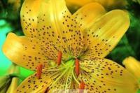 Lilium - lilie Lilium - lilie