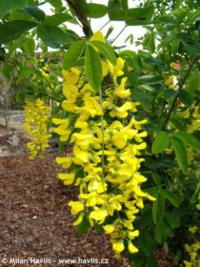 Laburnum anagyroides - štědřenec odvislý, zlatý déšť