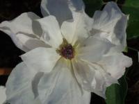 Clematis 'Beautiful Bride' - plamének