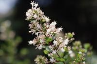 Abelia chinensis - abélie čínská (PROVOBIS) Abelia chinensis - abélie čínská (PROVOBIS)