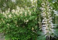 Aesculus parviflora - jírovec drobnokvětý Aesculus parviflora - jírovec drobnokvětý