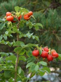 Rosa rugosa - růže svraskalá (PROVOBIS)